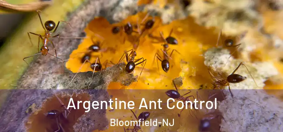 Argentine Ant Control Bloomfield-NJ