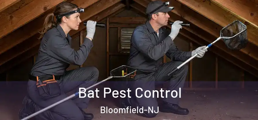  Bat Pest Control Bloomfield-NJ