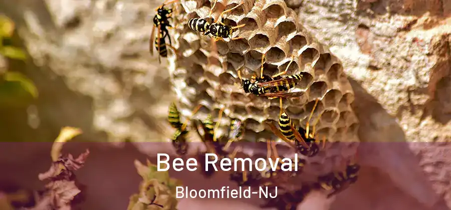  Bee Removal Bloomfield-NJ