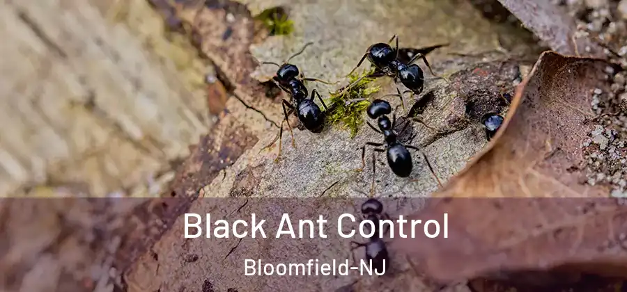  Black Ant Control Bloomfield-NJ