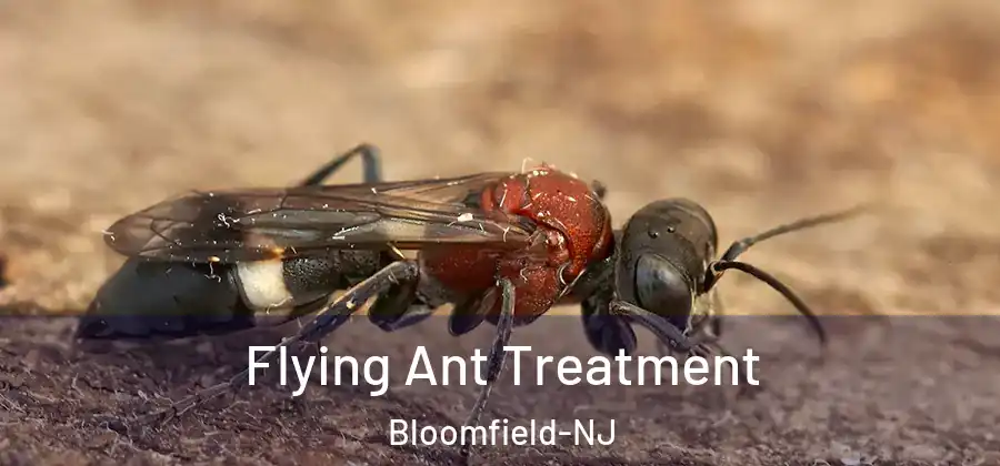  Flying Ant Treatment Bloomfield-NJ