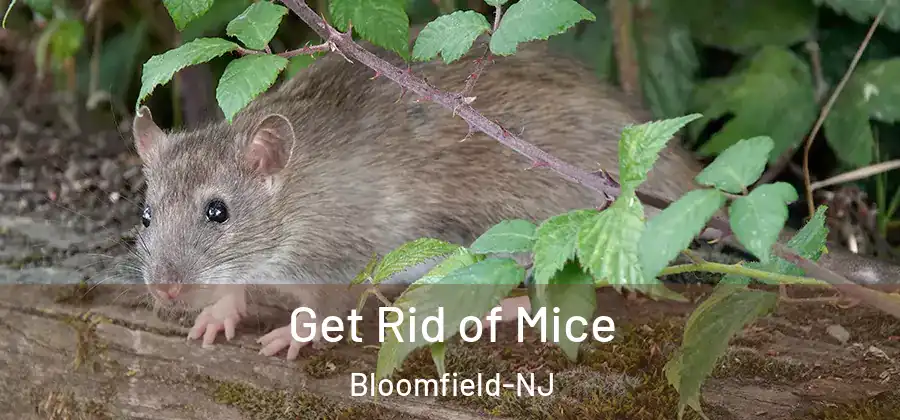  Get Rid of Mice Bloomfield-NJ