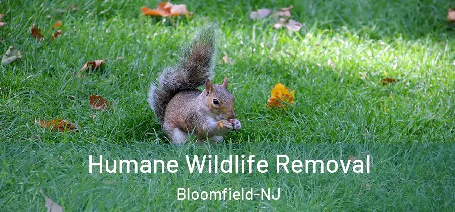  Humane Wildlife Removal Bloomfield-NJ