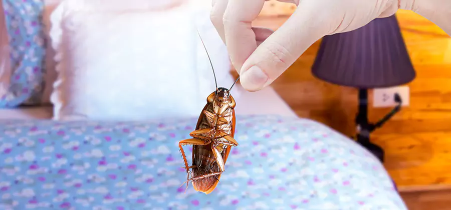 Fast Roach Elimination in Bloomfield