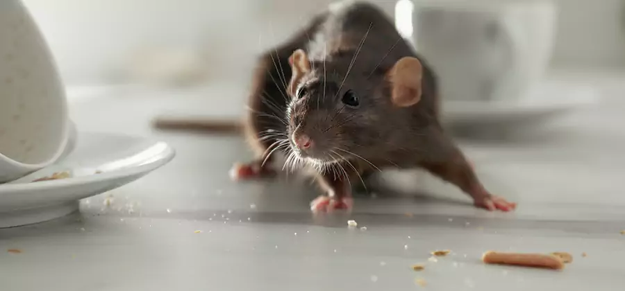 Rodent Feces Removal in Bloomfield