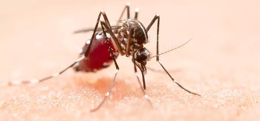 Indoor Mosquito Killer and Interior Control in Bloomfield