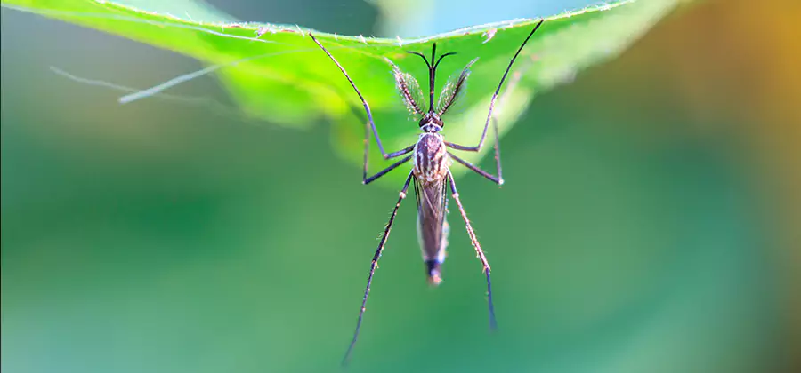Home Defense Insect Killer in Bloomfield