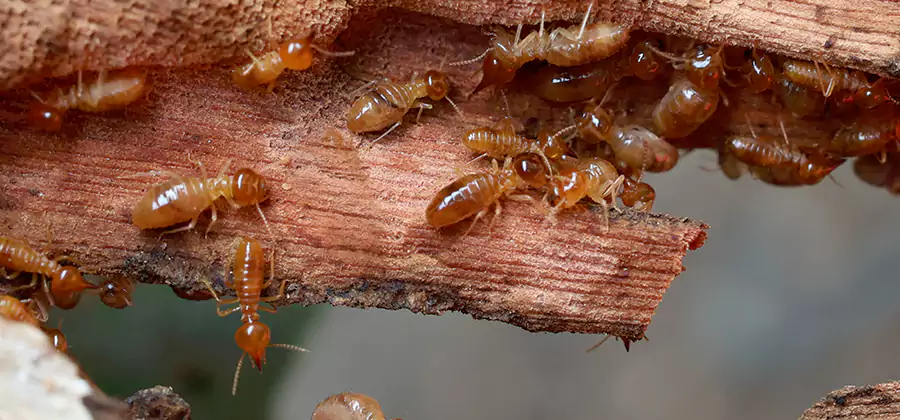 Termite Pest Management in Bloomfield