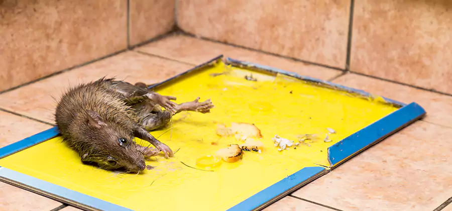 Rat Trapping Service In Bloomfield