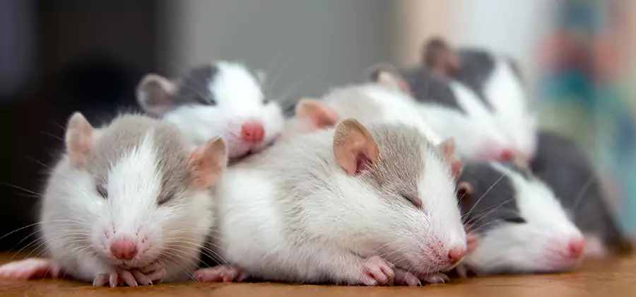 Rat Infestation Exclusion Service in Bloomfield