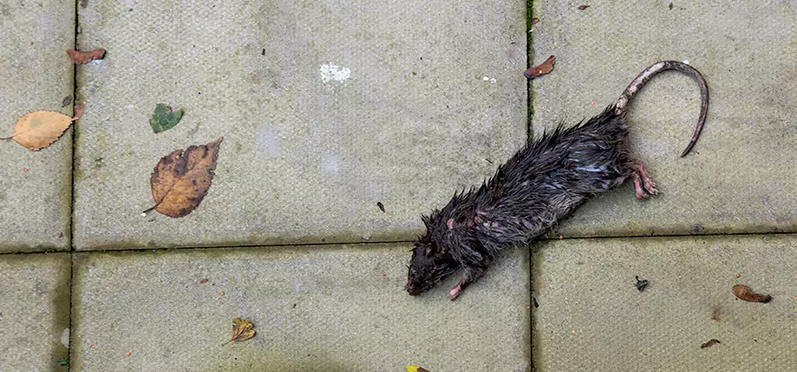 Rodent inspection service in Bloomfield