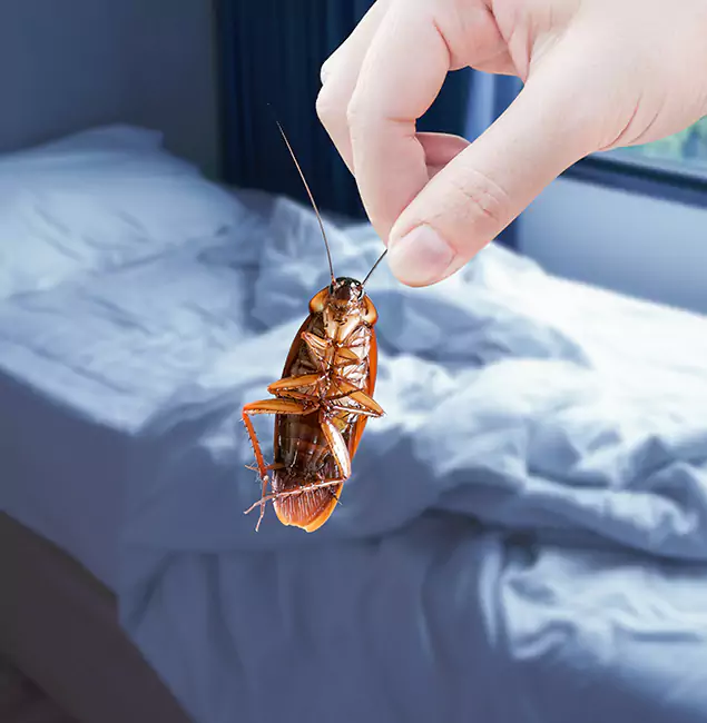 Why Choose Bloomfield Pest Control Pro for Bed Bug Extermination in Bloomfield, NJ?