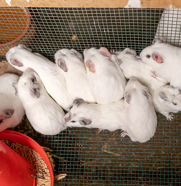 Why Choose Bloomfield Pest Control Pro for Rat Infestation in Bloomfield, NJ?