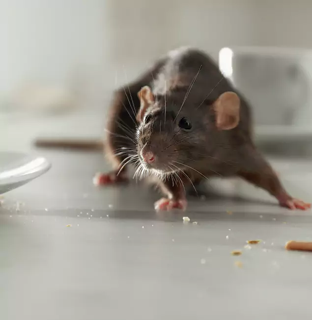 Why Choose Bloomfield Pest Control Pro for Rodent Control in Bloomfield, NJ?