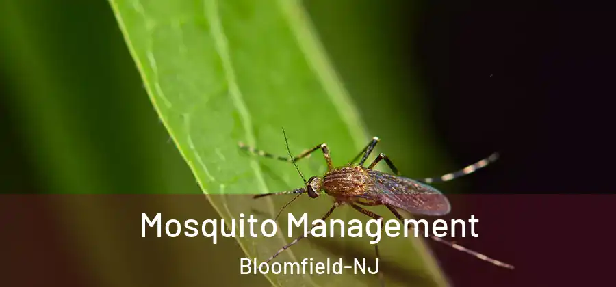  Mosquito Management Bloomfield-NJ