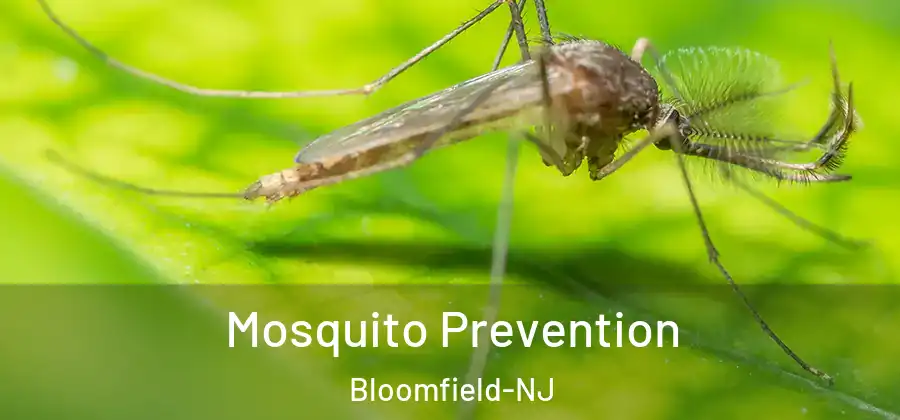 Mosquito Prevention Bloomfield-NJ
