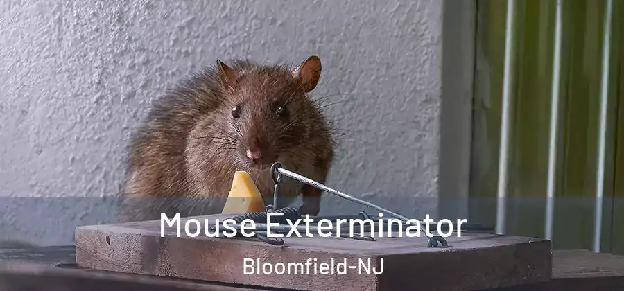  Mouse Exterminator Bloomfield-NJ