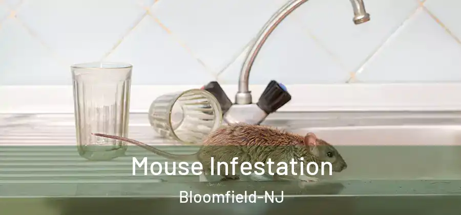  Mouse Infestation Bloomfield-NJ