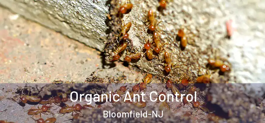  Organic Ant Control Bloomfield-NJ