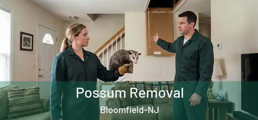 Possum Removal Bloomfield-NJ