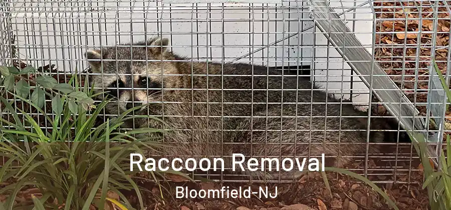  Raccoon Removal Bloomfield-NJ