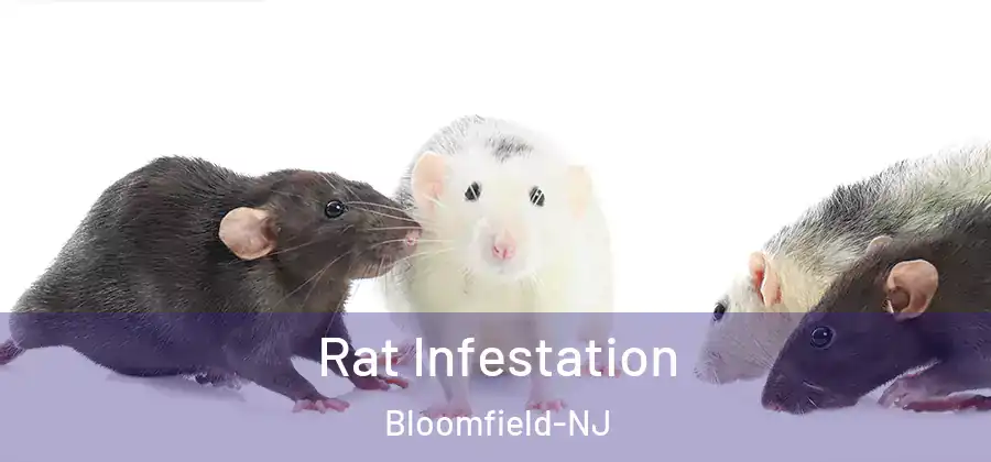  Rat Infestation Bloomfield-NJ