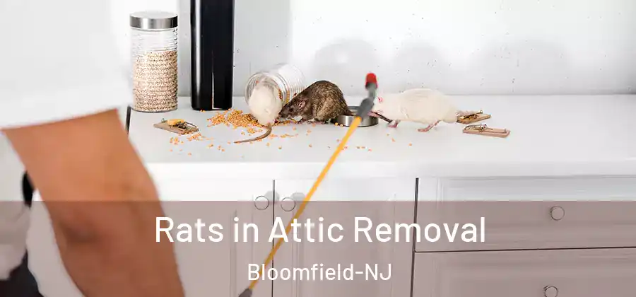  Rats in Attic Removal Bloomfield-NJ