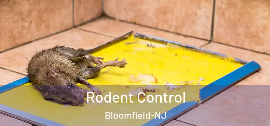  Rodent Control Bloomfield-NJ