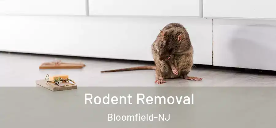  Rodent Removal Bloomfield-NJ