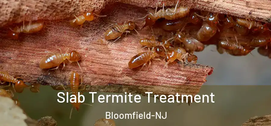  Slab Termite Treatment Bloomfield-NJ
