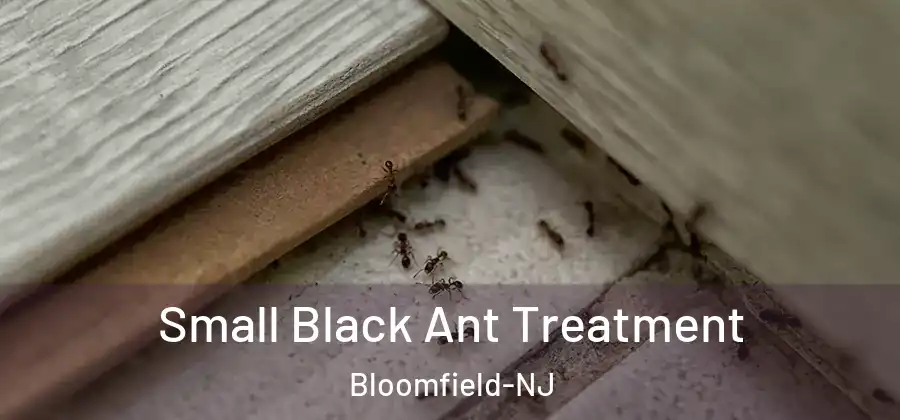  Small Black Ant Treatment Bloomfield-NJ