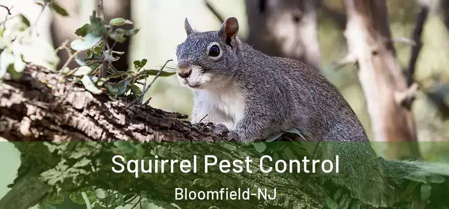  Squirrel Pest Control Bloomfield-NJ