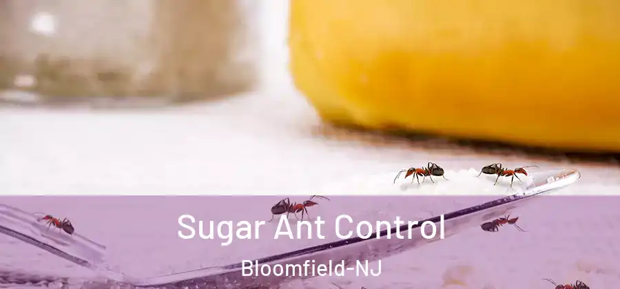 Sugar Ant Control Bloomfield-NJ