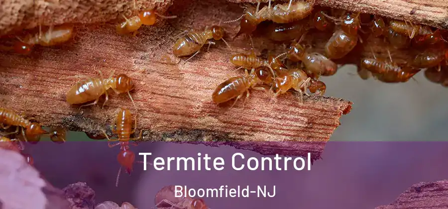  Termite Control Bloomfield-NJ