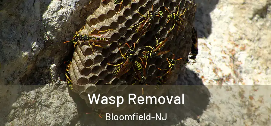Wasp Removal Bloomfield-NJ