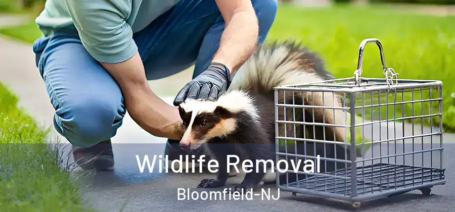  Wildlife Removal Bloomfield-NJ