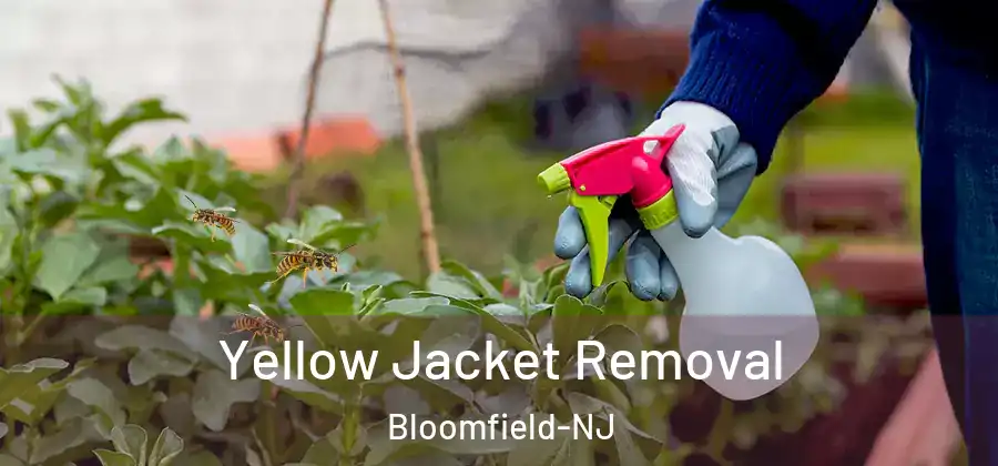  Yellow Jacket Removal Bloomfield-NJ